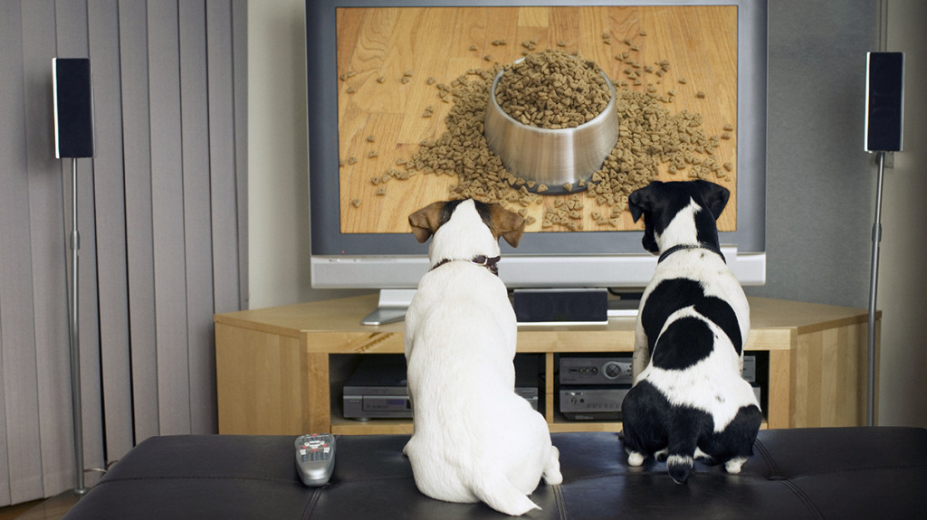 Dogs watching dog dish with food on TV