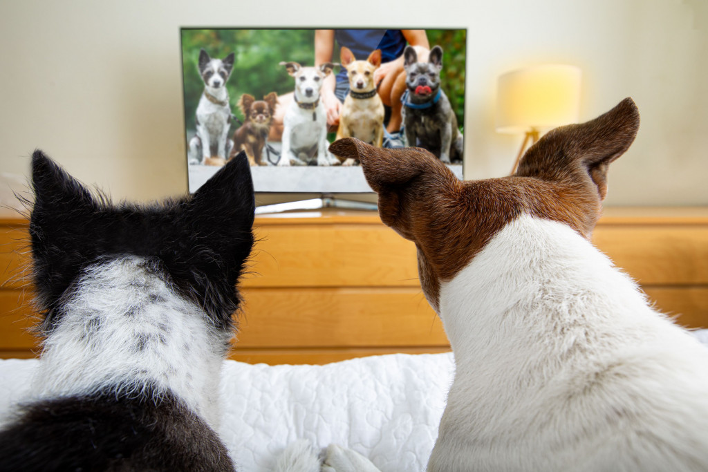 dog-tv-launches-1636104243