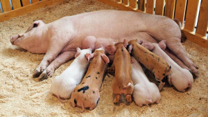 pig-babies-feeding.adapt.945.1